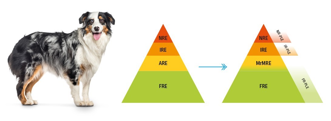 Current and new proposal of Chronic Enteropathies classification